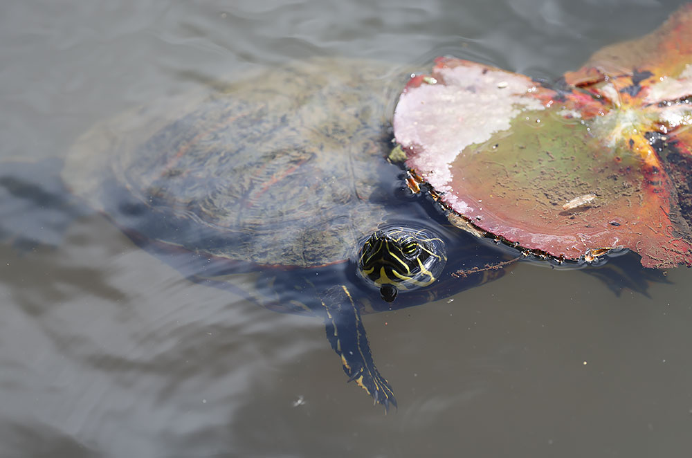 river cooter